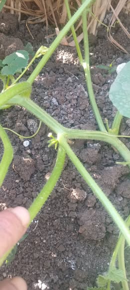 السلام عليكم ،  ايه سبب زبول الازهار والتنفيل فى الشمام  مع انى رشيت كالسيوم وبورون وفوسفور  وما فيش حشرات ولا عنكبوت